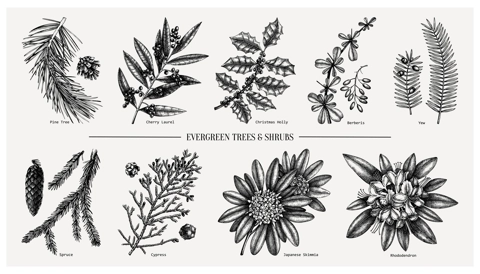 Evergreen and conifers plants collection. Vintage Christmas elements set. Vector botanical illustration with leaves, conifers, branches, flowers, cones. For winter decoration or greeting cards design.